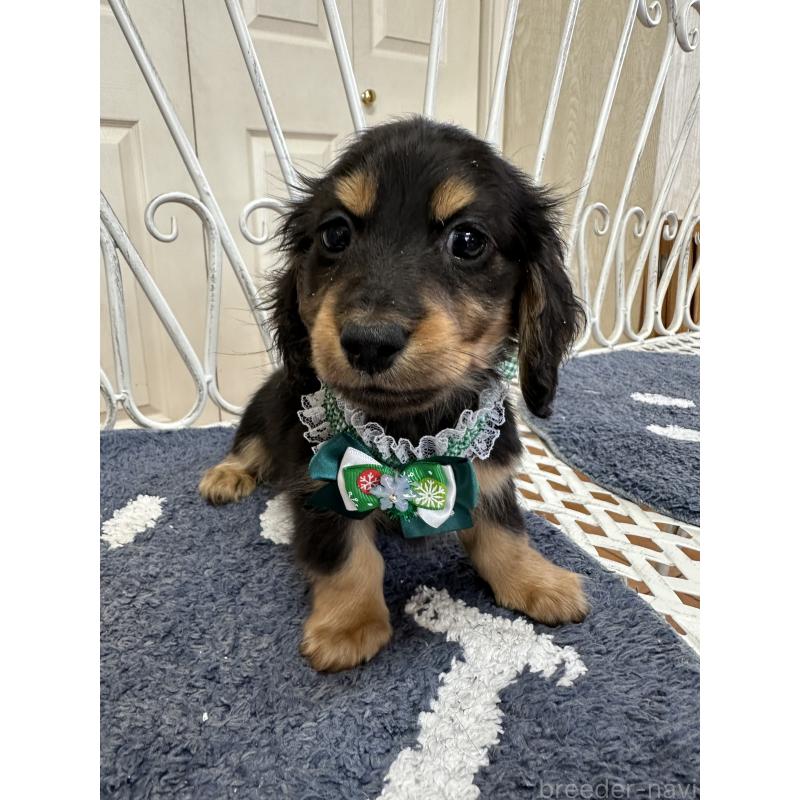 販売中の茨城県のミニチュアダックスフンド(ロングヘアード)-432184の4枚目