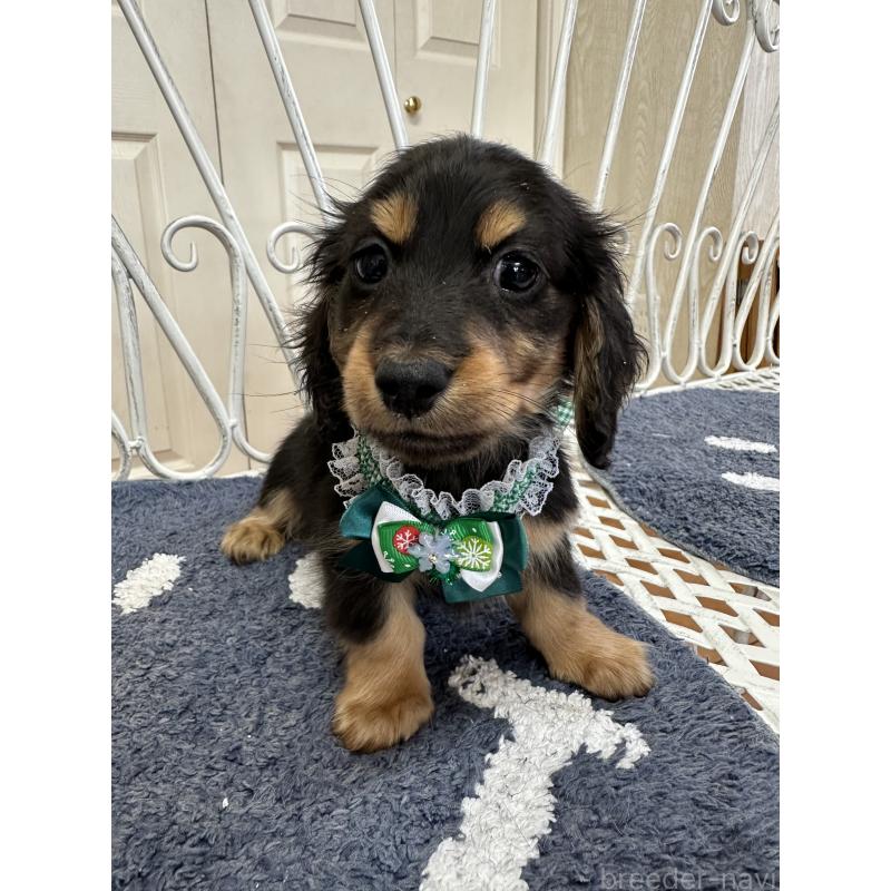 販売中の茨城県のミニチュアダックスフンド(ロングヘアード)-432184の3枚目