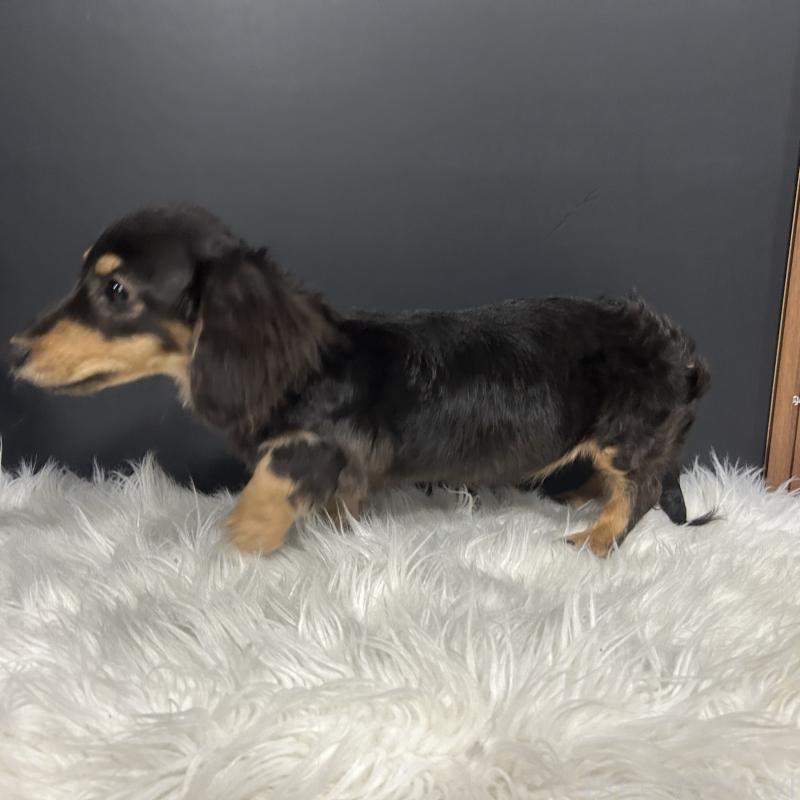 商談中の栃木県のミニチュアダックスフンド(ロングヘアード)-415748の10枚目