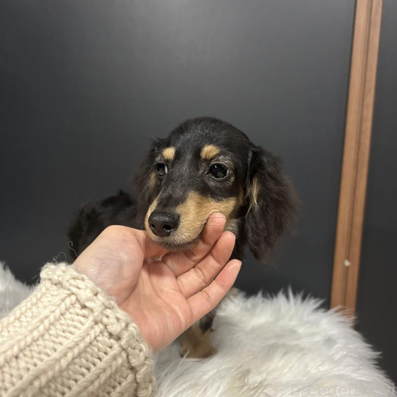 商談中の栃木県のミニチュアダックスフンド(ロングヘアード)-415748の9枚目