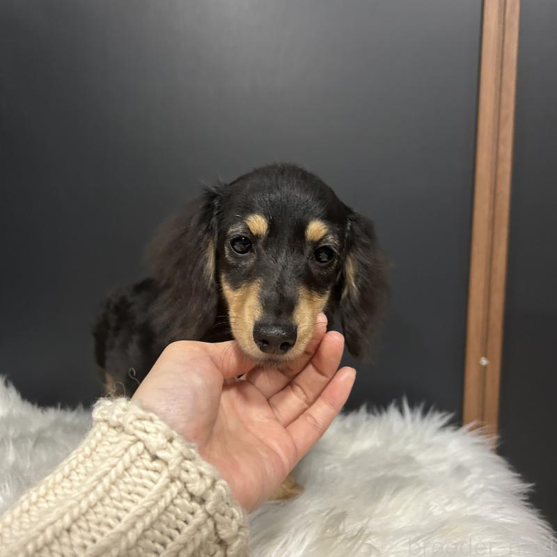 商談中の栃木県のミニチュアダックスフンド(ロングヘアード)-415748の8枚目