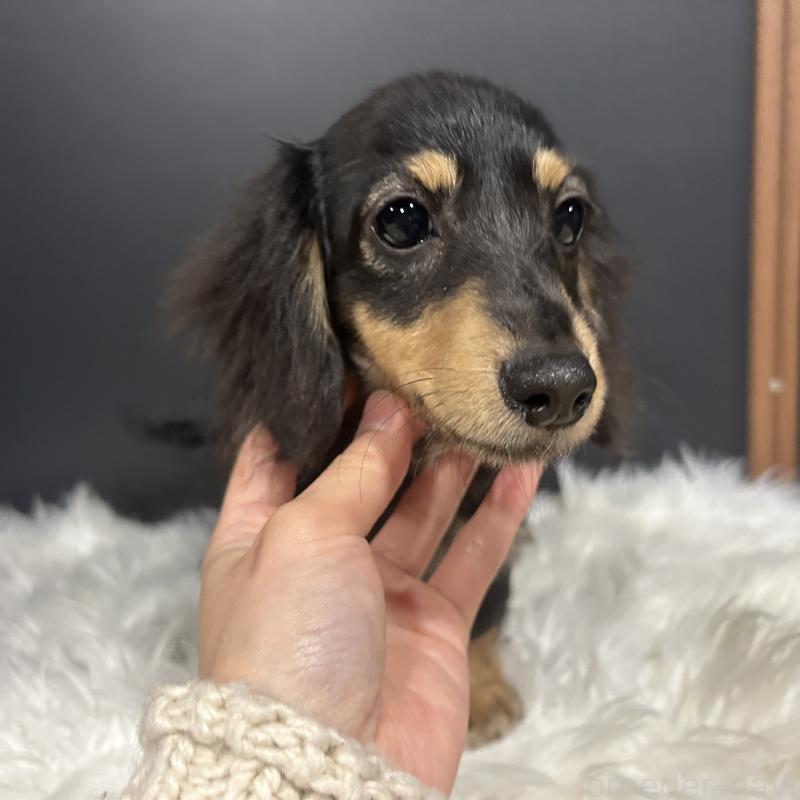 商談中の栃木県のミニチュアダックスフンド(ロングヘアード)-415748の7枚目