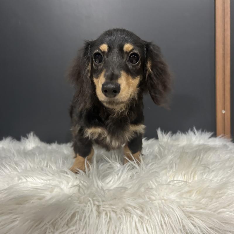 商談中の栃木県のミニチュアダックスフンド(ロングヘアード)-415748の6枚目