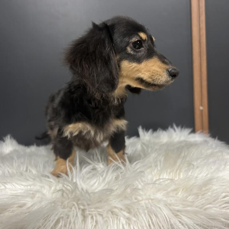 商談中の栃木県のミニチュアダックスフンド(ロングヘアード)-415748の5枚目