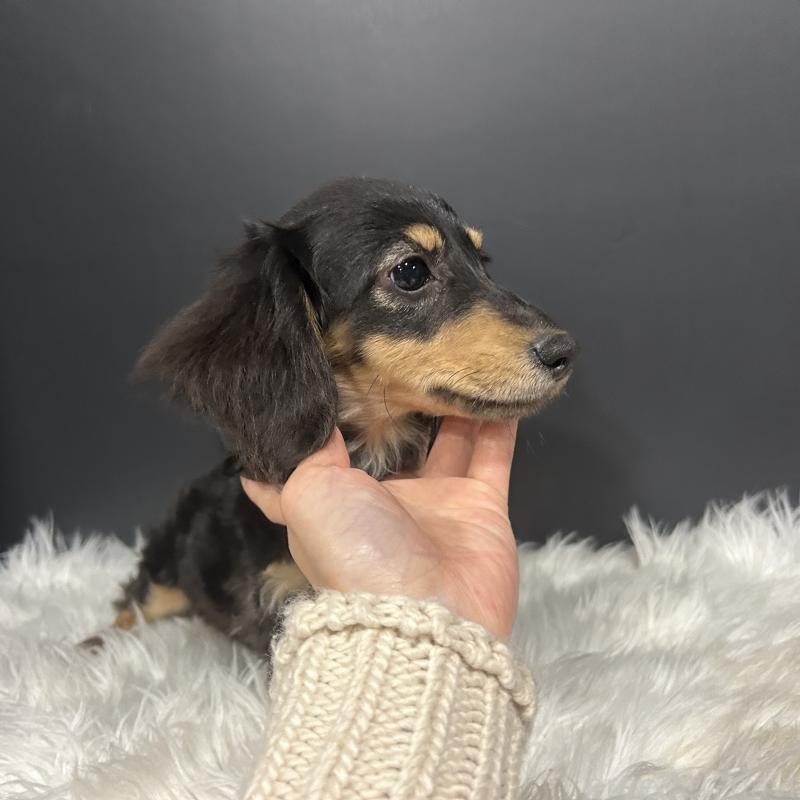 商談中の栃木県のミニチュアダックスフンド(ロングヘアード)-415748の4枚目