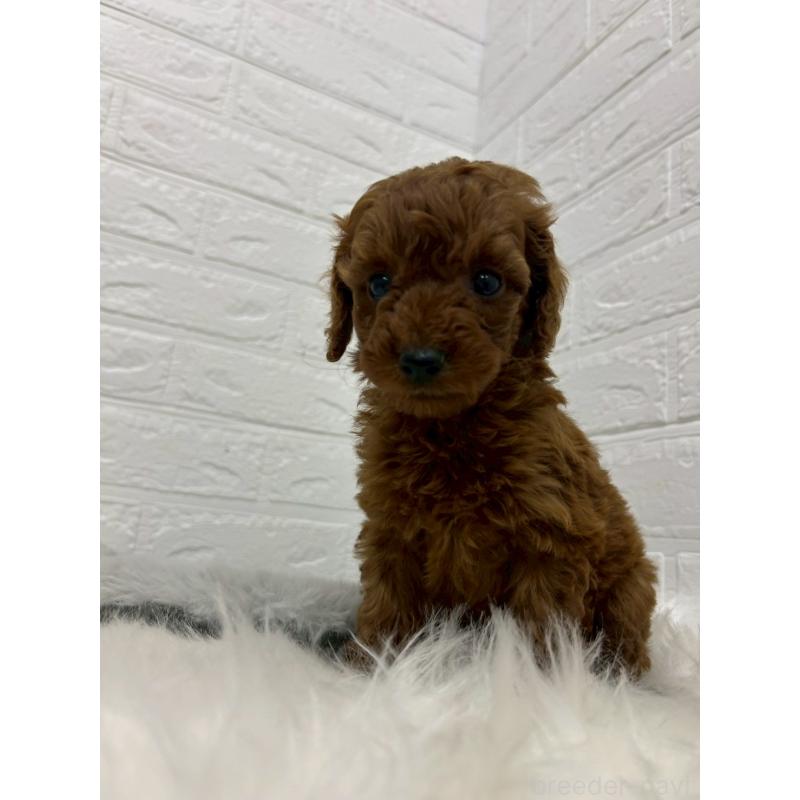 販売中の岡山県のタイニープードル-432186の8枚目