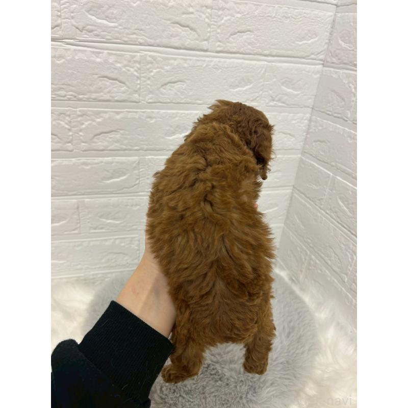 販売中の岡山県のタイニープードル-432186の7枚目