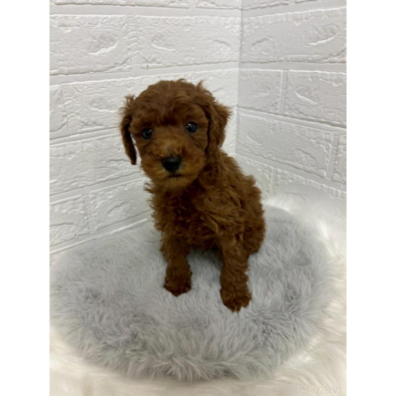 販売中の岡山県のタイニープードル-432186の6枚目