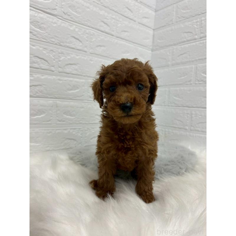 販売中の岡山県のタイニープードル-432186の5枚目