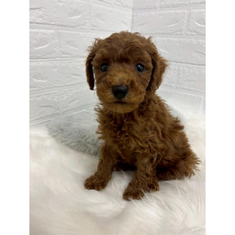 販売中の岡山県のタイニープードル-432186の4枚目