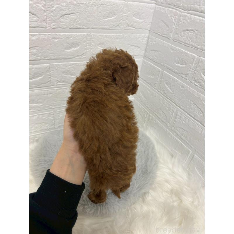 販売中の岡山県のタイニープードル-432186の3枚目