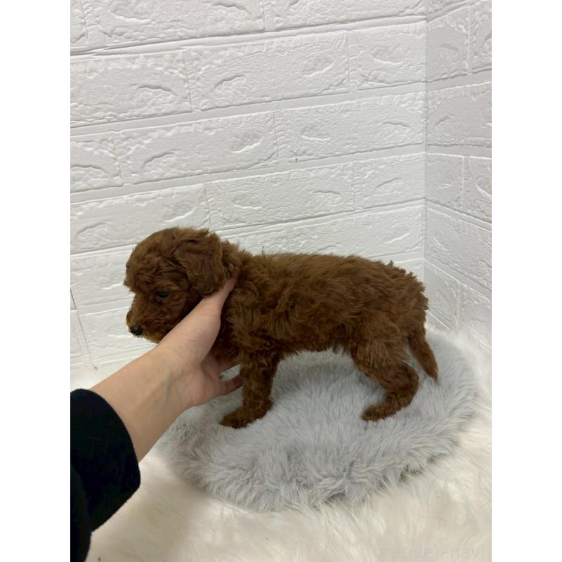 販売中の岡山県のタイニープードル-432186の2枚目