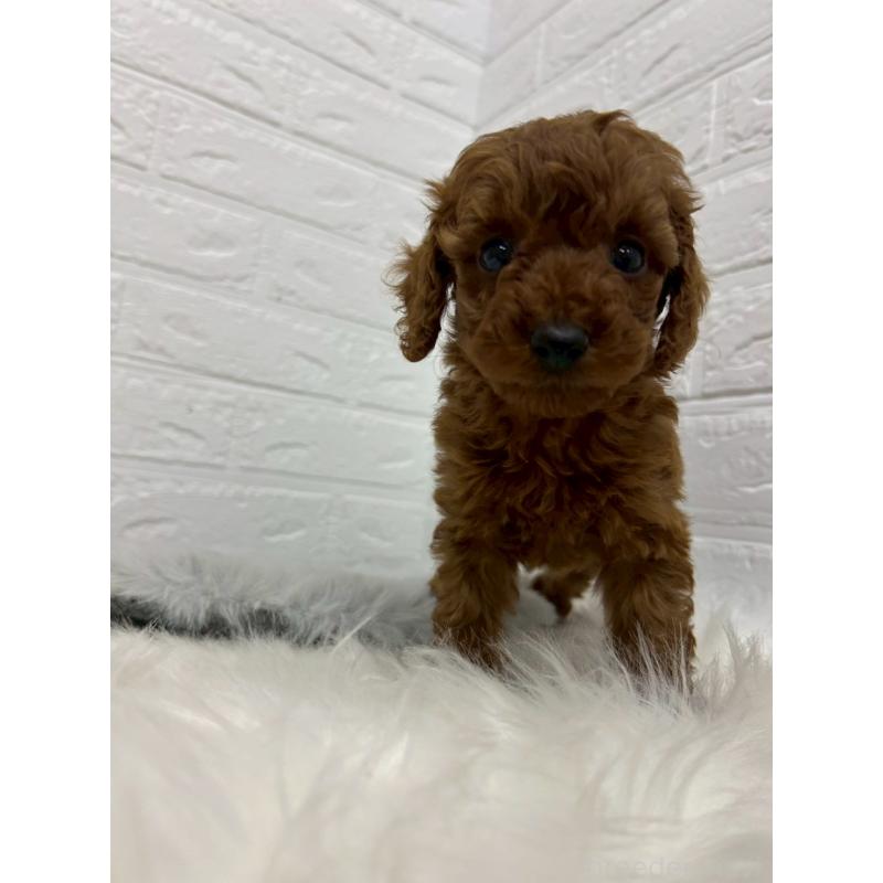 販売中の岡山県のタイニープードル-432187の11枚目