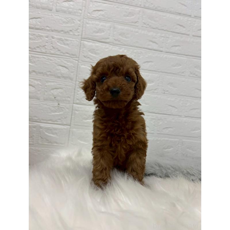 販売中の岡山県のタイニープードル-432187の10枚目