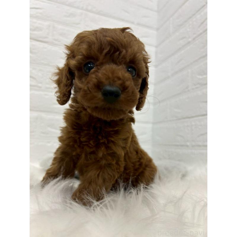 販売中の岡山県のタイニープードル-432187の8枚目