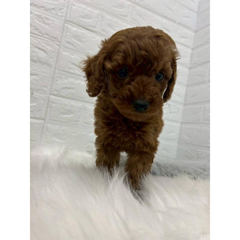 販売中の岡山県のタイニープードル-432187の7枚目