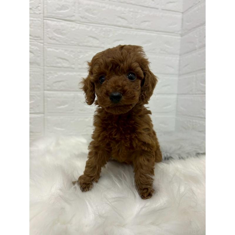 販売中の岡山県のタイニープードル-432187の5枚目