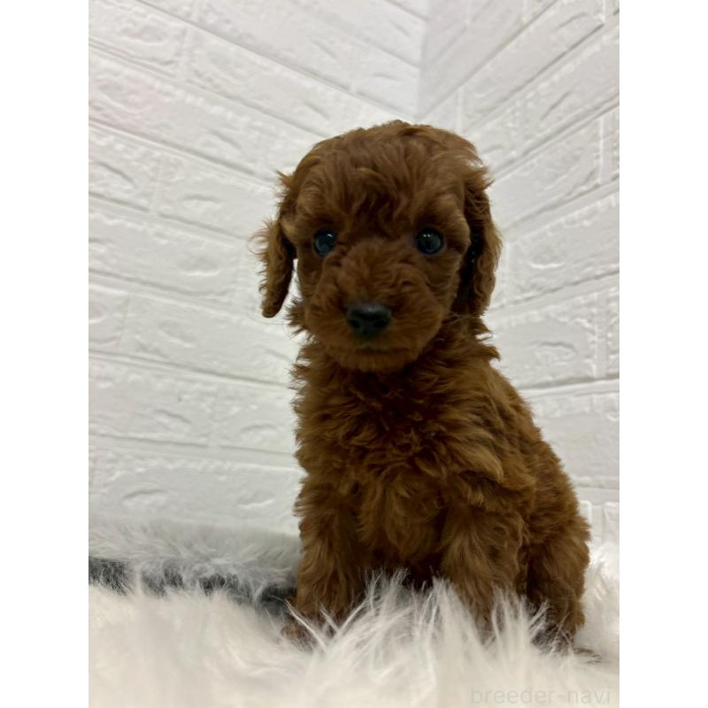 販売中の岡山県のタイニープードル-432187の4枚目