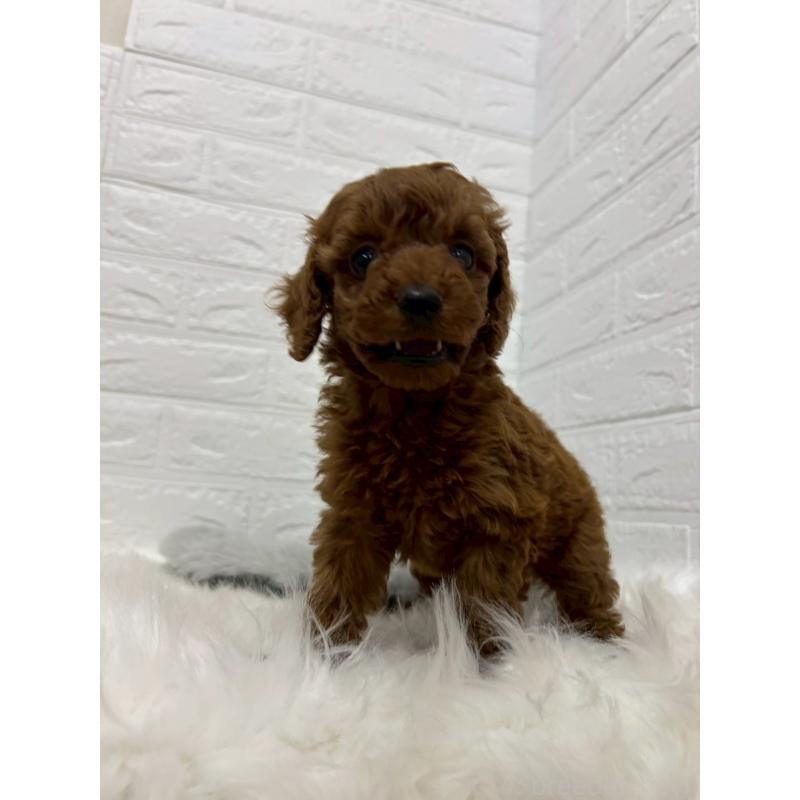 販売中の岡山県のタイニープードル-432187の2枚目