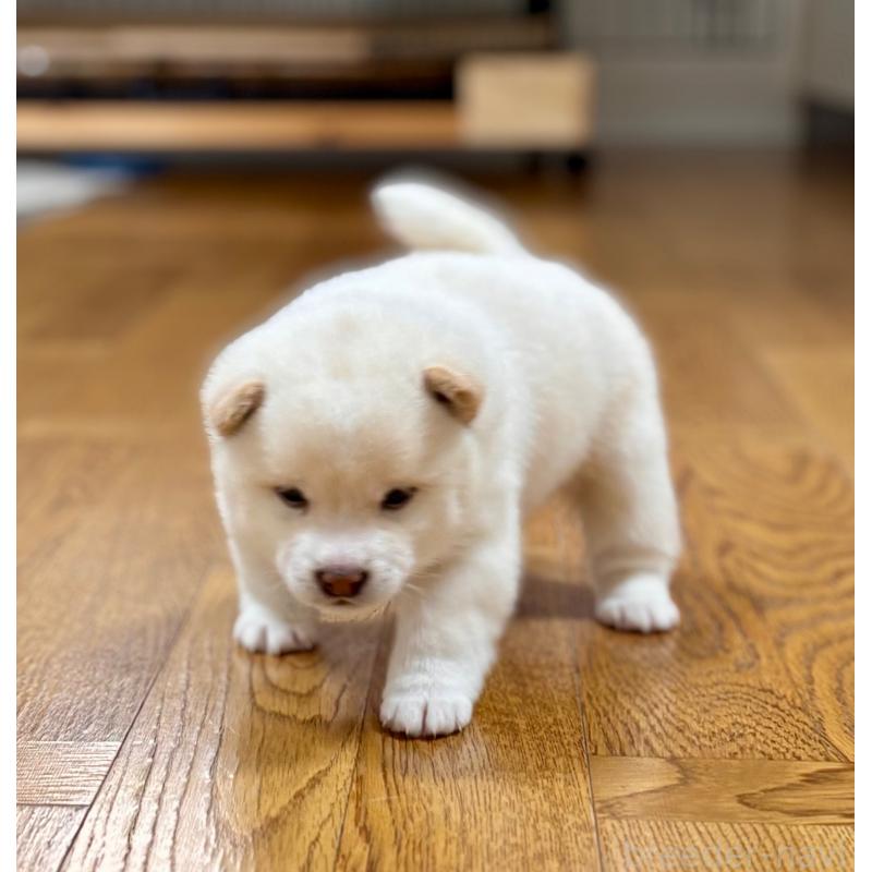 販売中の和歌山県の豆柴-432194の7枚目