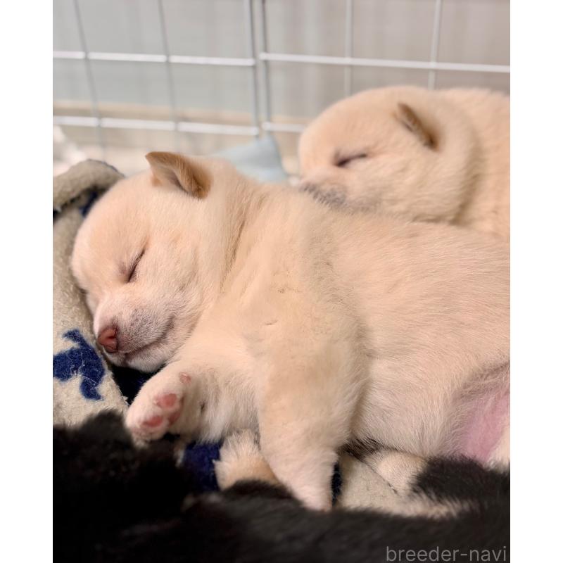 販売中の和歌山県の豆柴-432194の6枚目