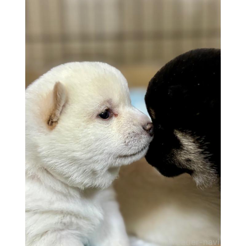 販売中の和歌山県の豆柴-432194の5枚目