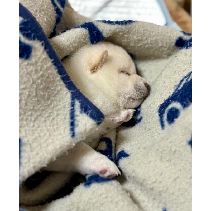 販売中の和歌山県の豆柴-432194の3枚目