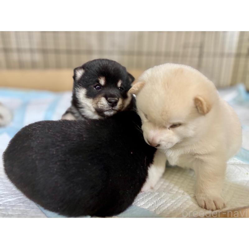 販売中の和歌山県の豆柴-432194の2枚目