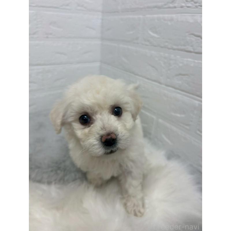 販売中の岡山県のビションフリーゼ-432188の6枚目