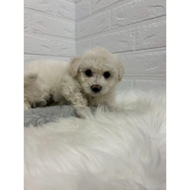 販売中の岡山県のビションフリーゼ-432188の5枚目