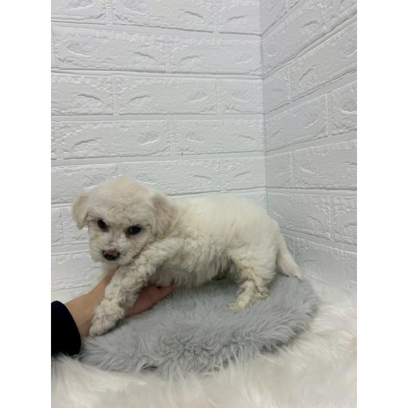 販売中の岡山県のビションフリーゼ-432188の3枚目