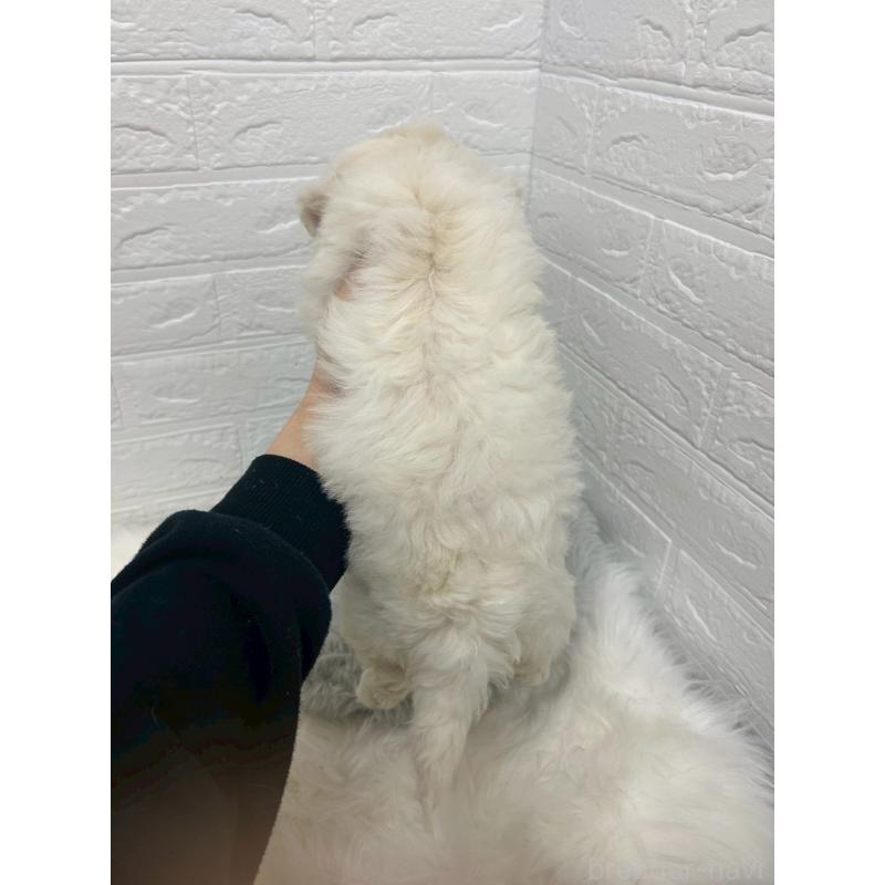 販売中の岡山県のビションフリーゼ-432188の2枚目