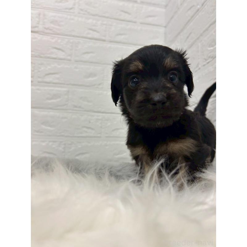 販売中の岡山県のマルックス:マルチーズ×ミニチュアダックスフンド-432189の11枚目