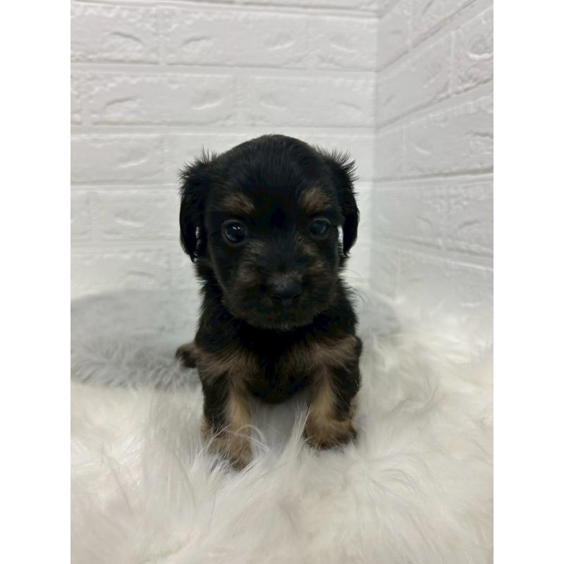 販売中の岡山県のマルックス:マルチーズ×ミニチュアダックスフンド-432189の10枚目