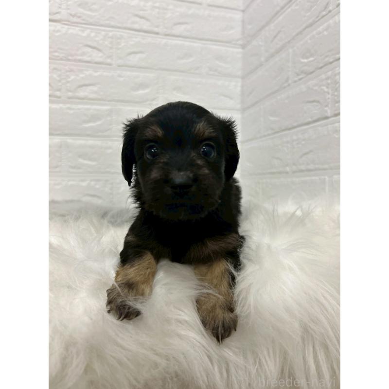 販売中の岡山県のマルックス:マルチーズ×ミニチュアダックスフンド-432189の9枚目