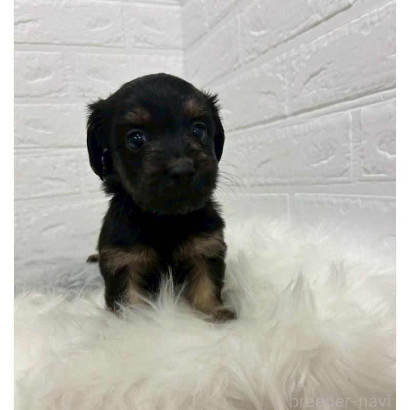 販売中の岡山県のマルックス:マルチーズ×ミニチュアダックスフンド-432189の8枚目