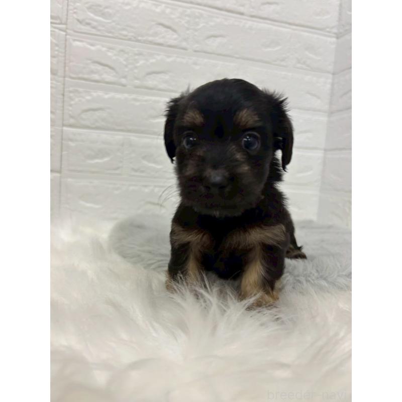 販売中の岡山県のマルックス:マルチーズ×ミニチュアダックスフンド-432189の7枚目