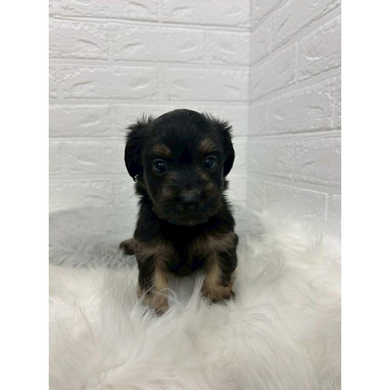 販売中の岡山県のマルックス:マルチーズ×ミニチュアダックスフンド-432189の6枚目