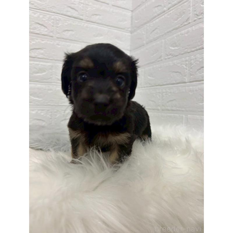 販売中の岡山県のマルックス:マルチーズ×ミニチュアダックスフンド-432189の5枚目