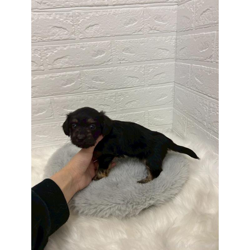 販売中の岡山県のマルックス:マルチーズ×ミニチュアダックスフンド-432189の4枚目