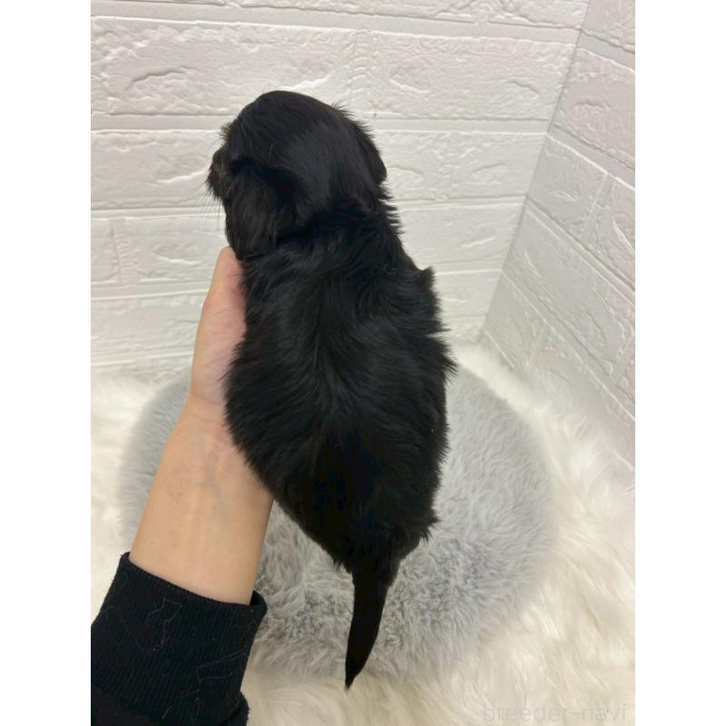 販売中の岡山県のマルックス:マルチーズ×ミニチュアダックスフンド-432189の3枚目