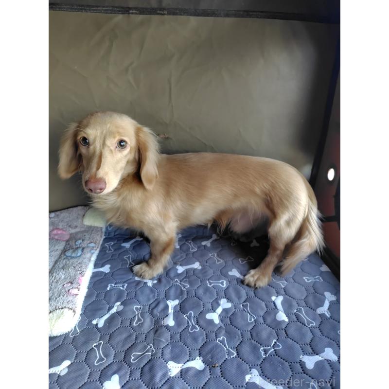 販売中の岡山県のカニンヘンダックスフンド(ロングヘアード)-383616の5枚目