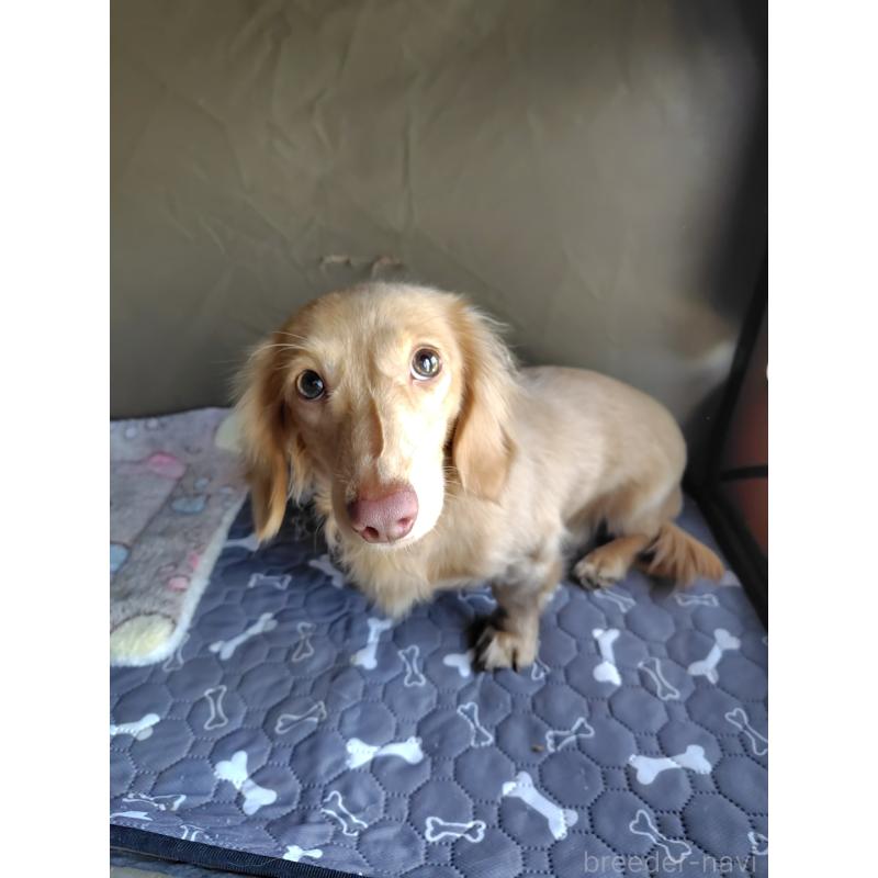 販売中の岡山県のカニンヘンダックスフンド(ロングヘアード)-383616の4枚目