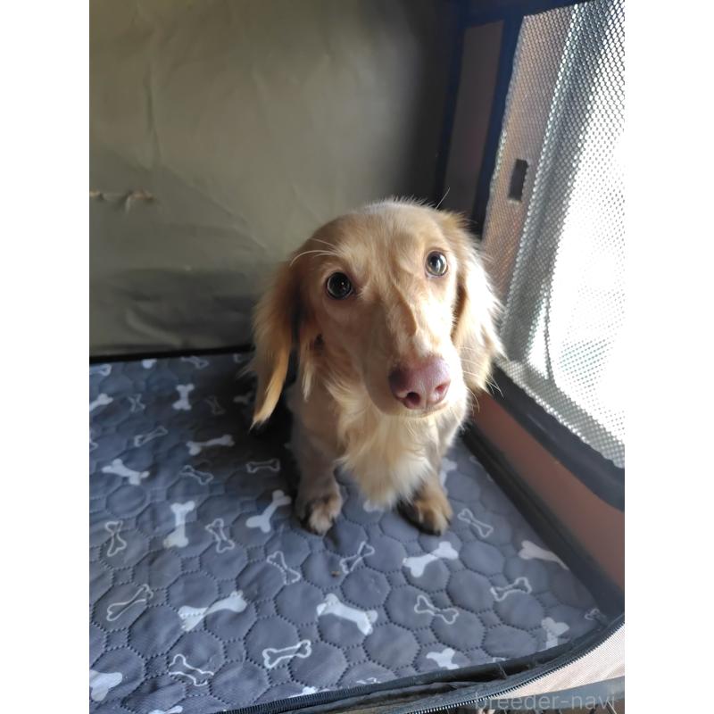 販売中の岡山県のカニンヘンダックスフンド(ロングヘアード)-383616の3枚目