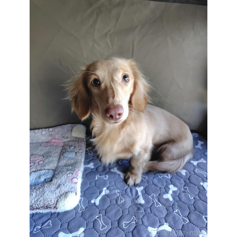 販売中の岡山県のカニンヘンダックスフンド(ロングヘアード)-383616の2枚目