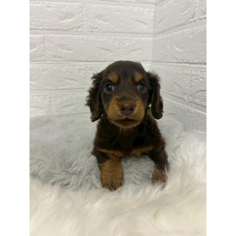 販売中の岡山県のミニチュアダックスフンド(ロングヘアード)-432190の10枚目