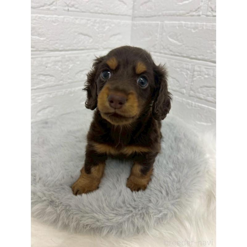 販売中の岡山県のミニチュアダックスフンド(ロングヘアード)-432190の8枚目