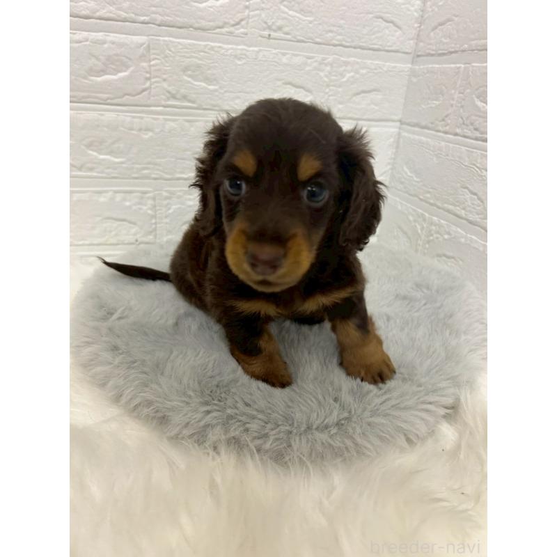 販売中の岡山県のミニチュアダックスフンド(ロングヘアード)-432190の7枚目