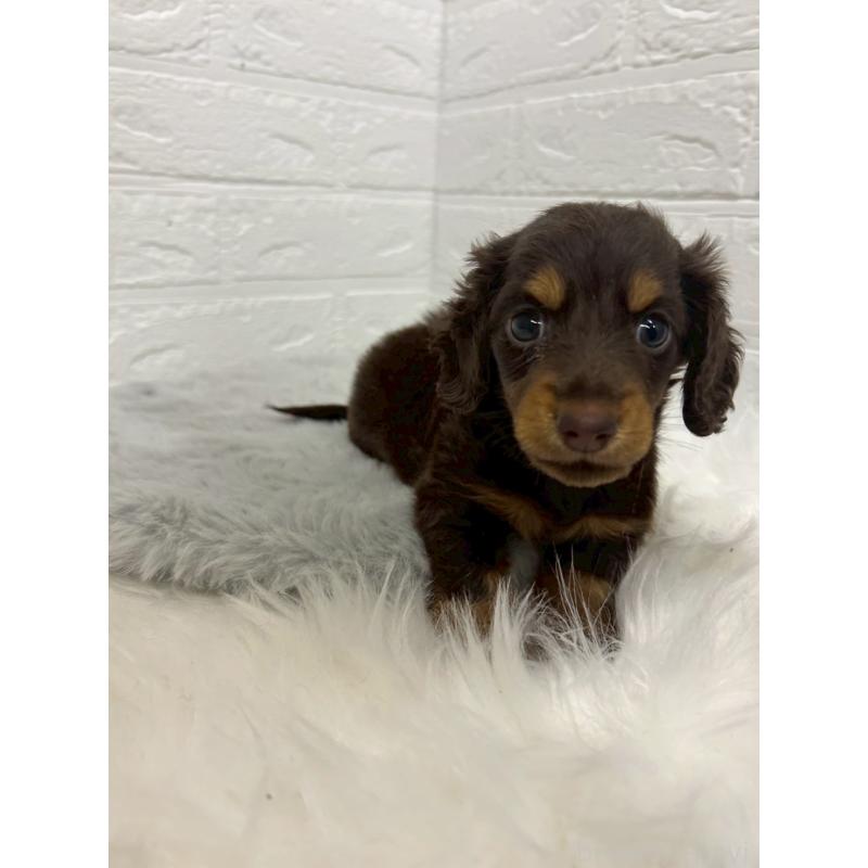 販売中の岡山県のミニチュアダックスフンド(ロングヘアード)-432190の5枚目