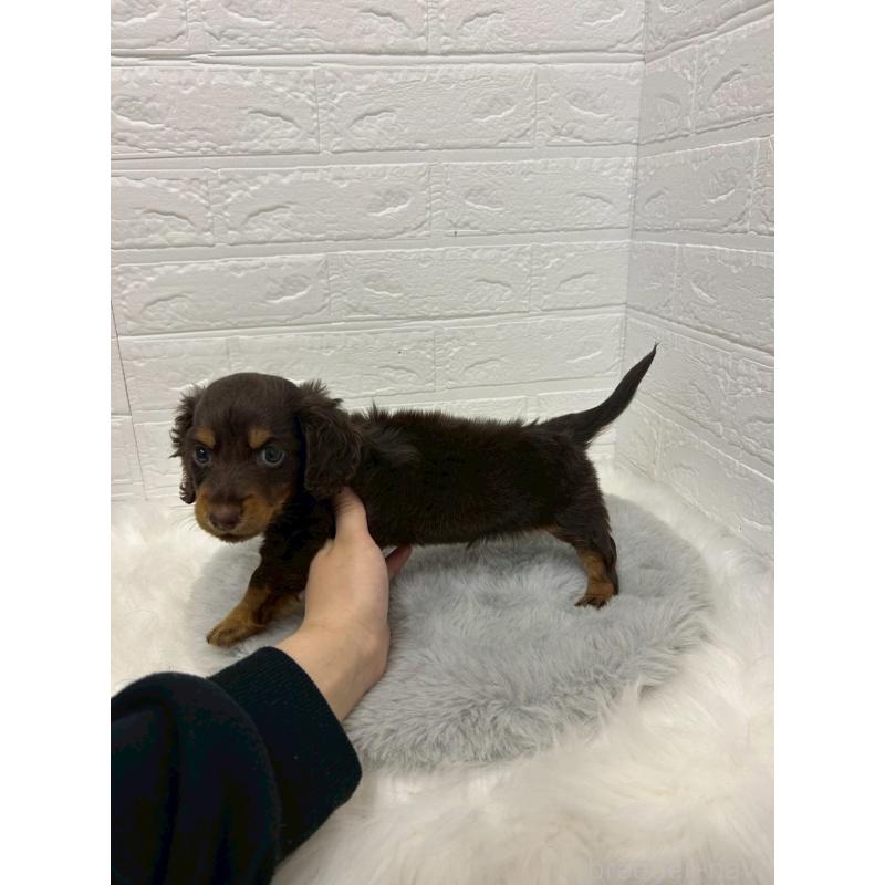 販売中の岡山県のミニチュアダックスフンド(ロングヘアード)-432190の3枚目